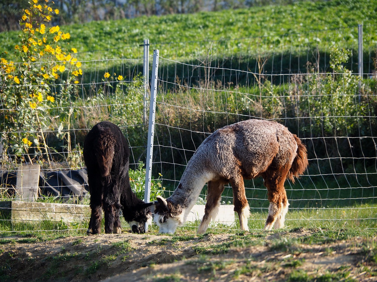 Image - lama animal cute animal welfare