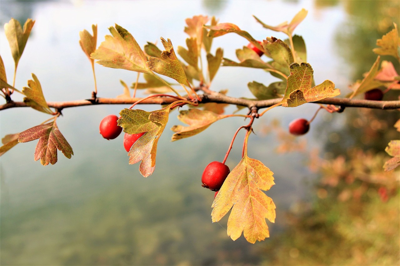 Image - autumn gold foliage colors of autumn