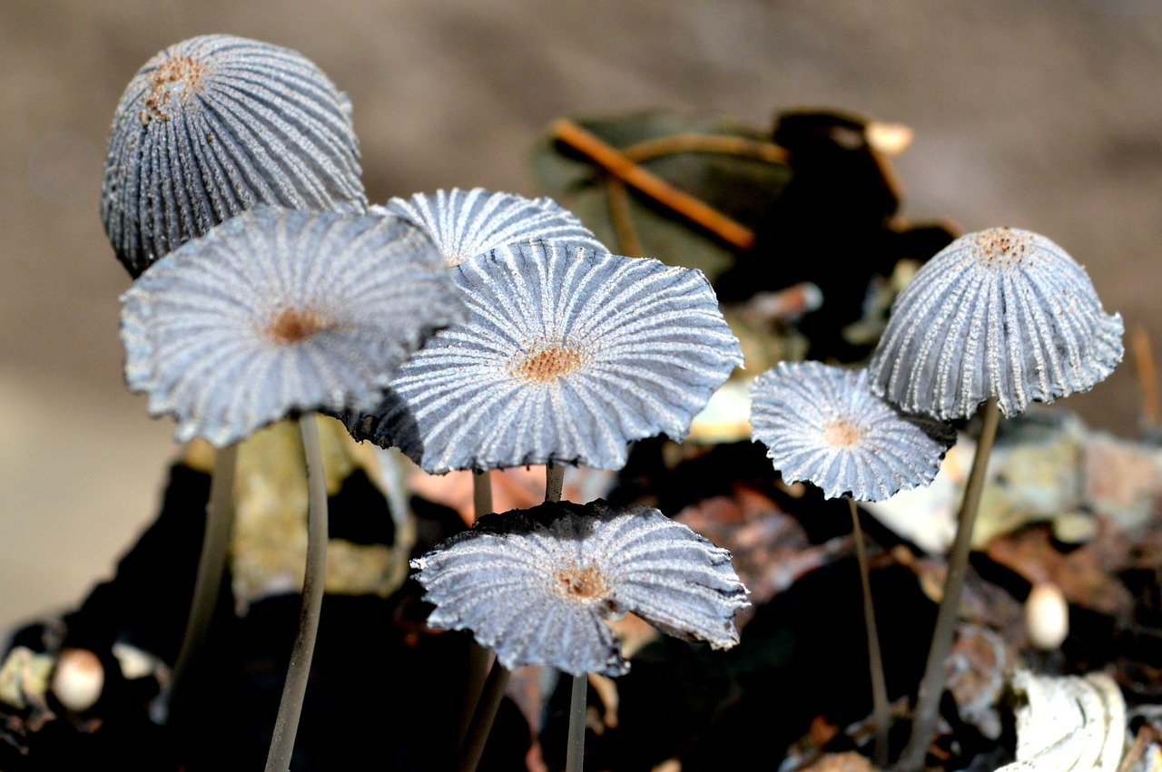 Image - fungi mushrooms nature soil autumn