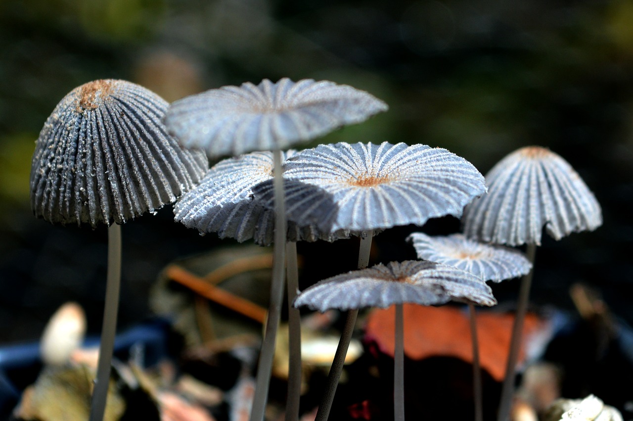 Image - fungi mushrooms nature soil autumn