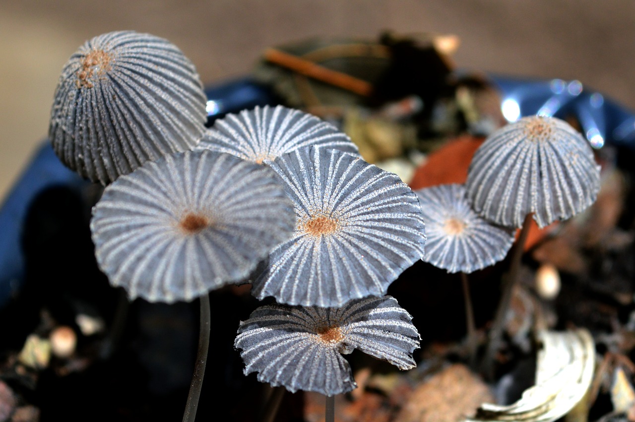 Image - fungi mushrooms nature soil autumn