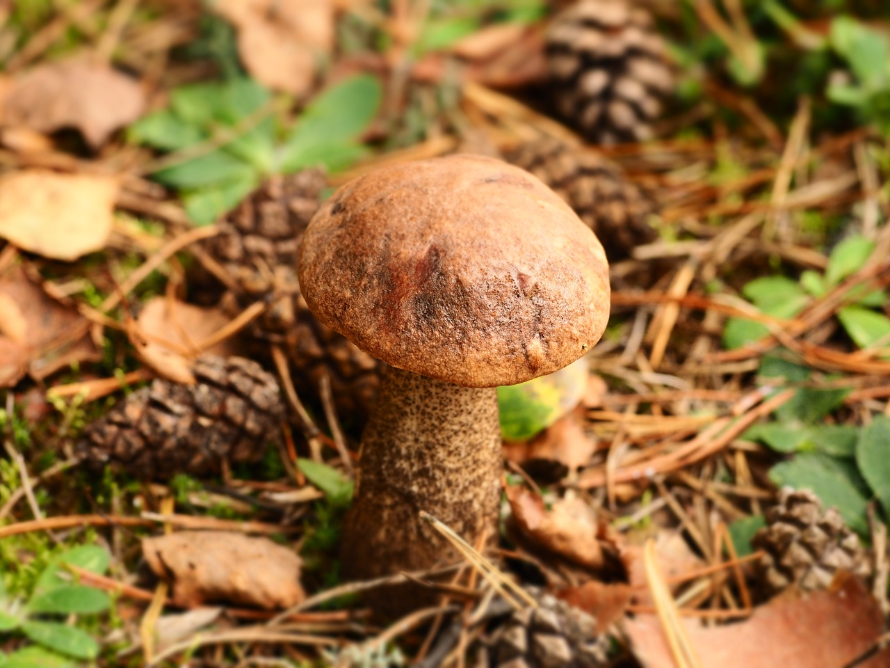 Image - mushroom forest nature koźlak