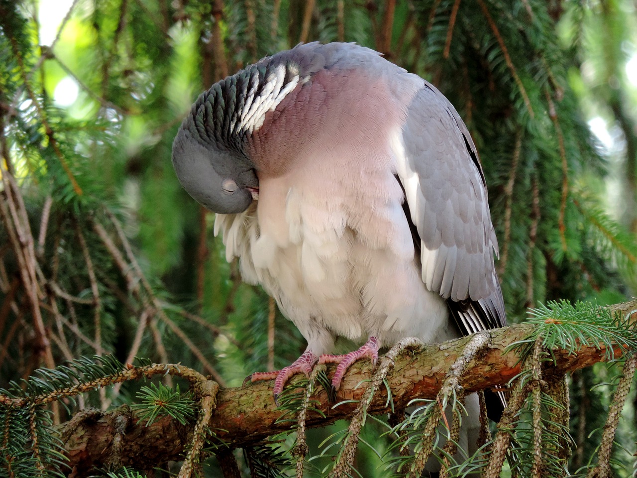 Image - dove ringdove bird