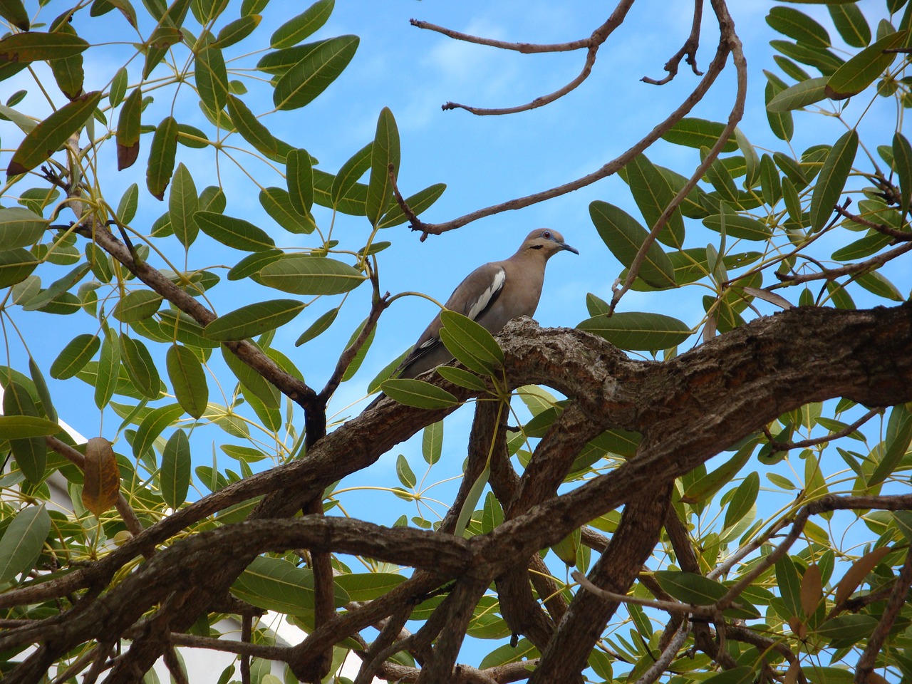 Image - bird bermuda nature beak island