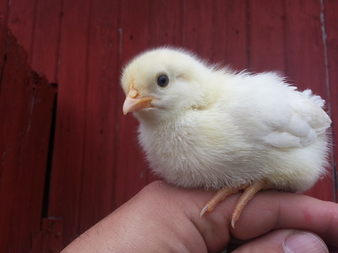 Image - chick barn farm