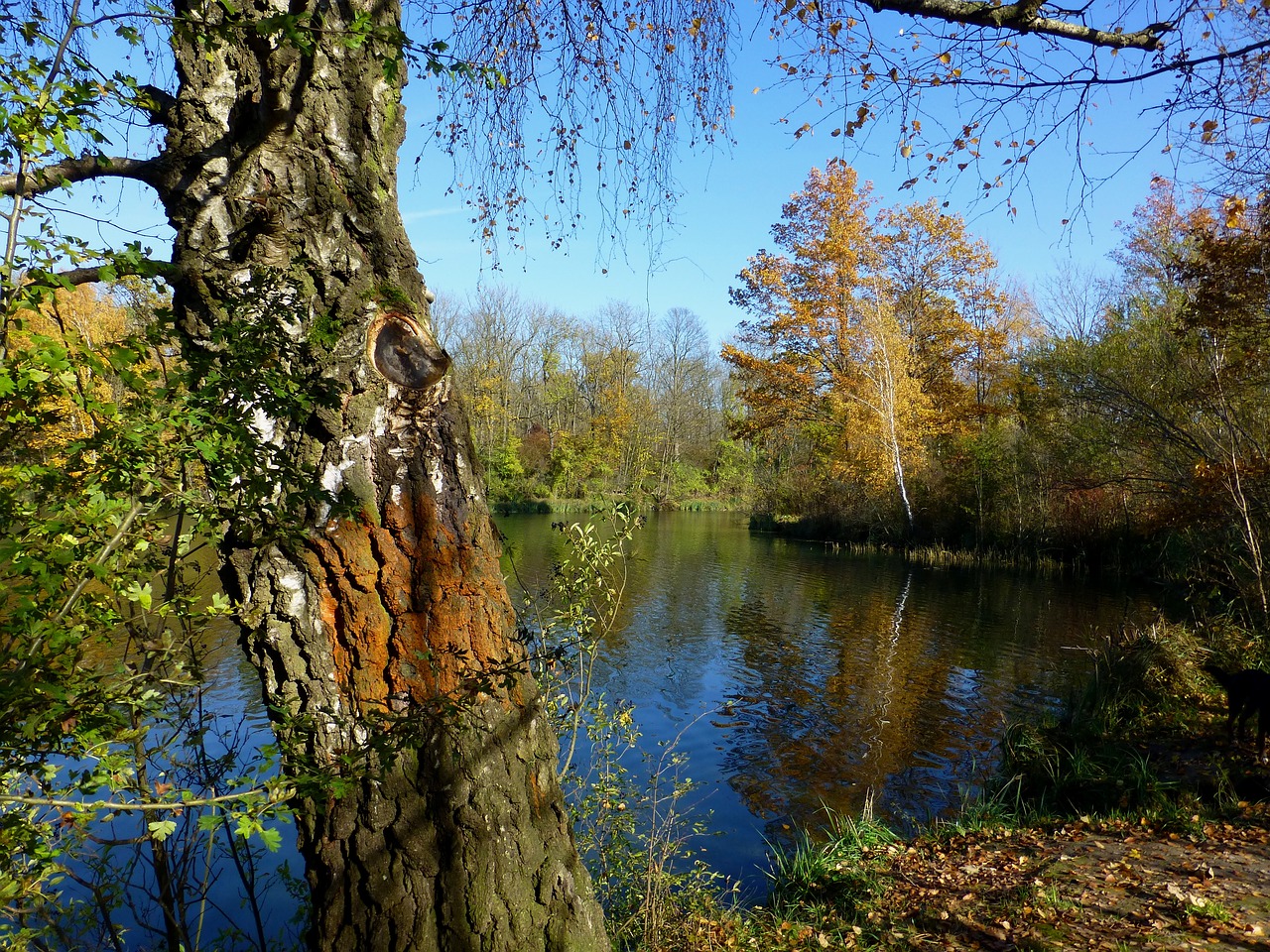 Image - golden autumn lake mirroring birch