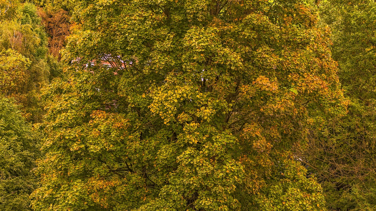 Image - autumn tree leaves mood