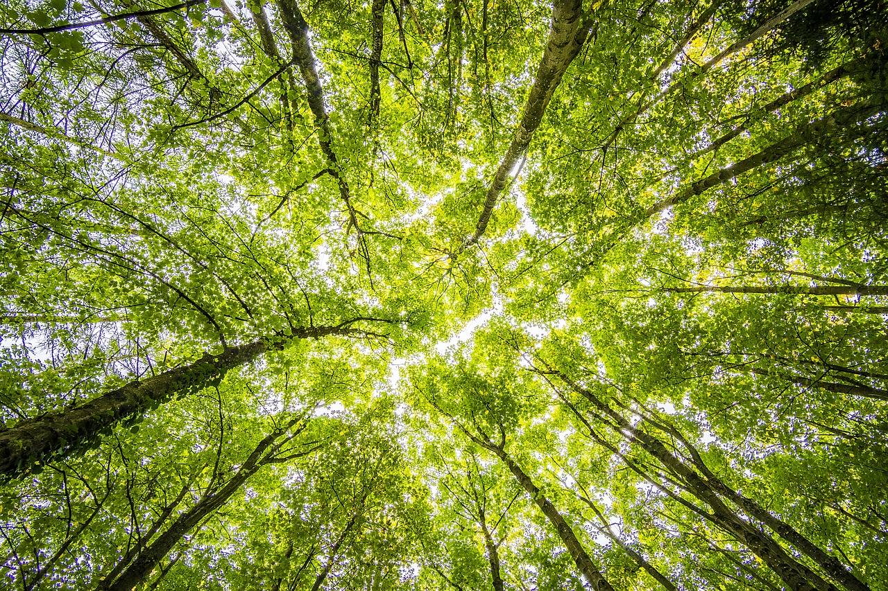 Image - forest trees perspective bright