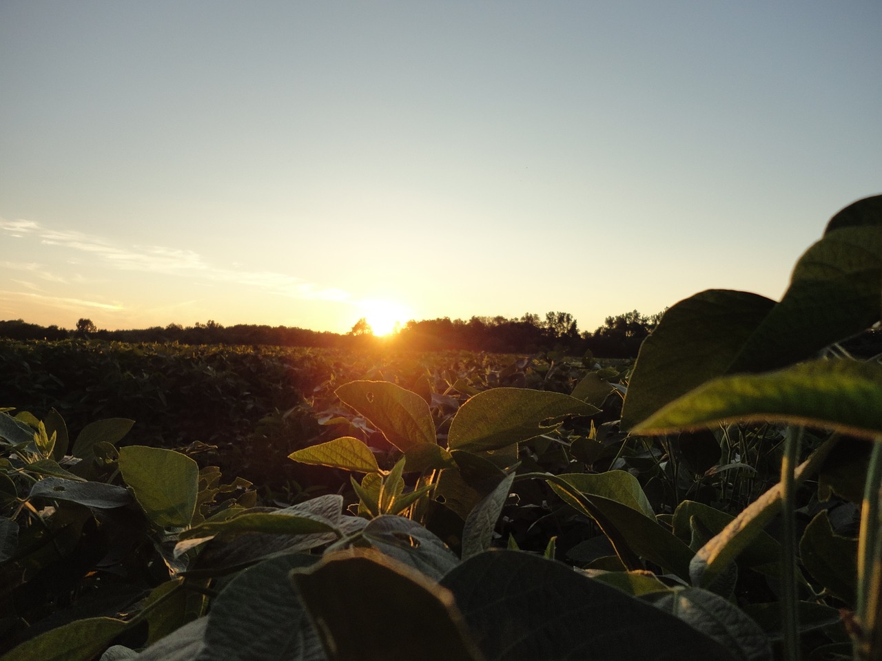 Image - beans crop sunrise agriculture