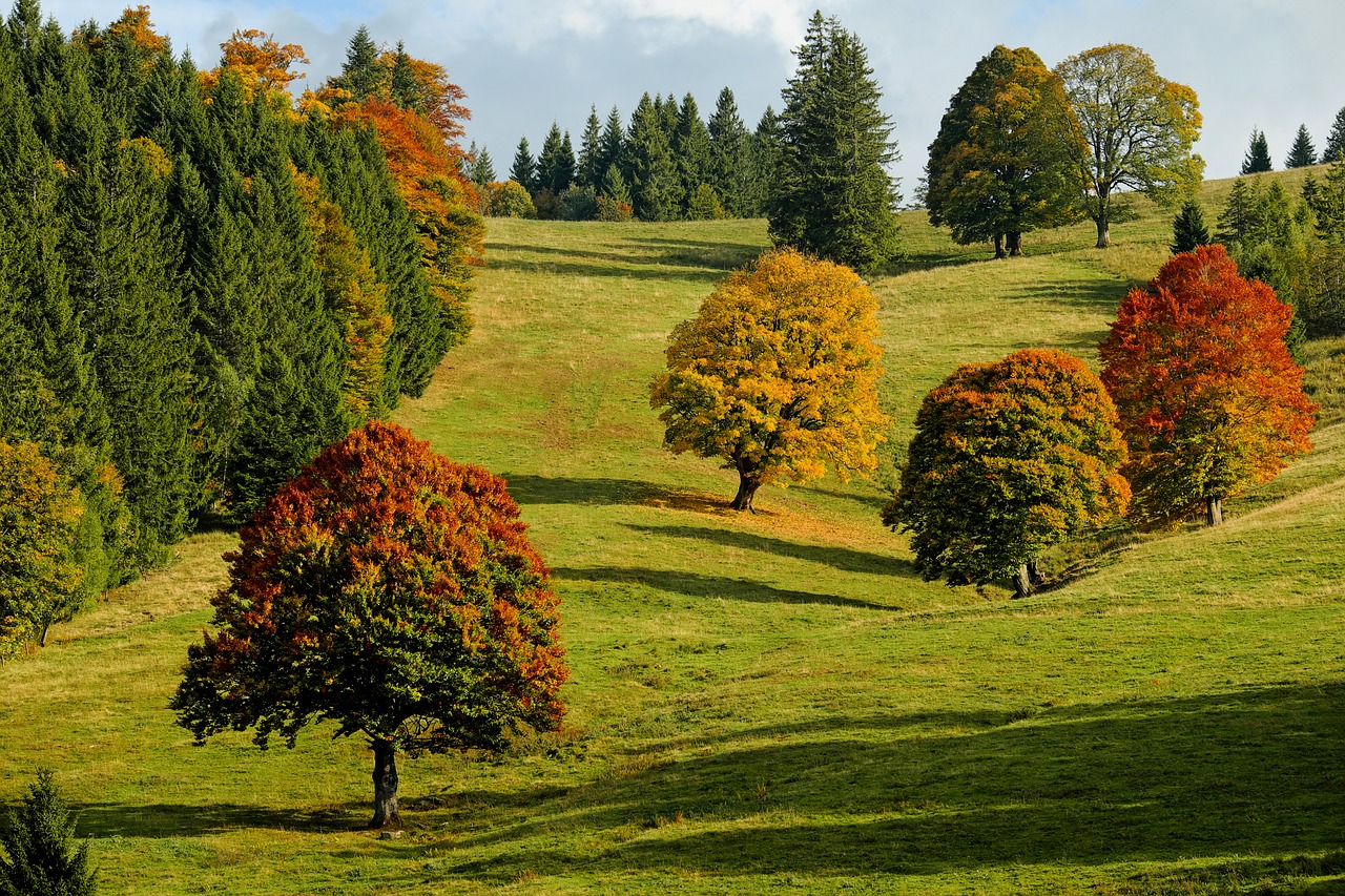 Image - autumn autumn forest trees
