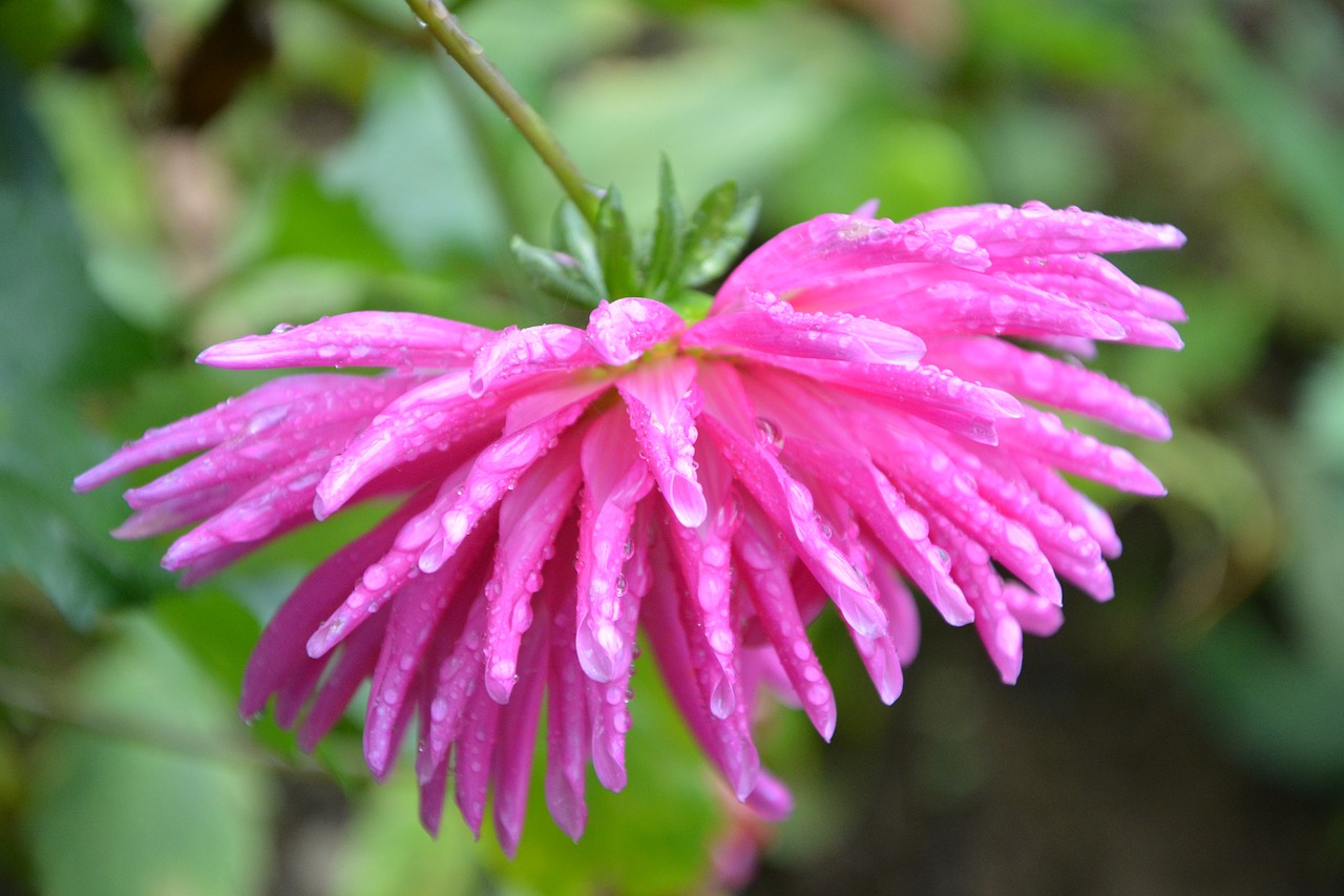 Image - pink flower fischia bright pink