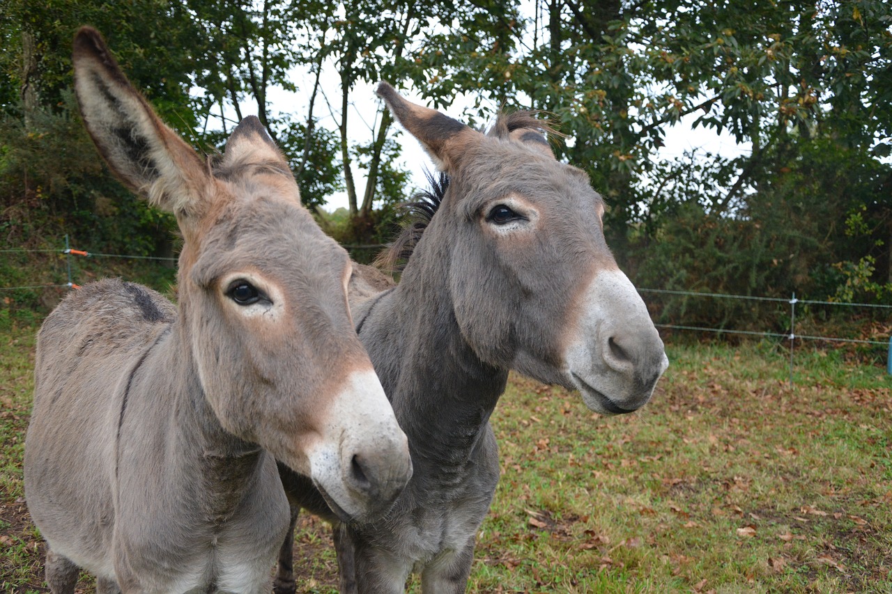 Image - donkeys donkey head profile