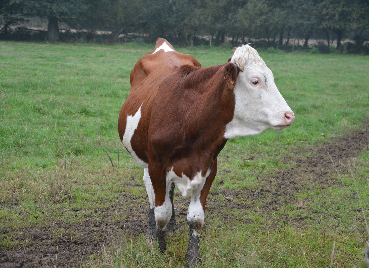 Image - cow cowhide heifer prairie pre