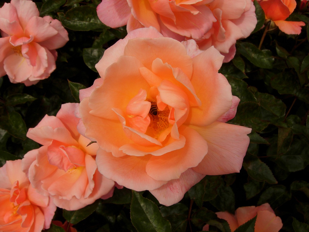 Image - rose pink orange bee flower