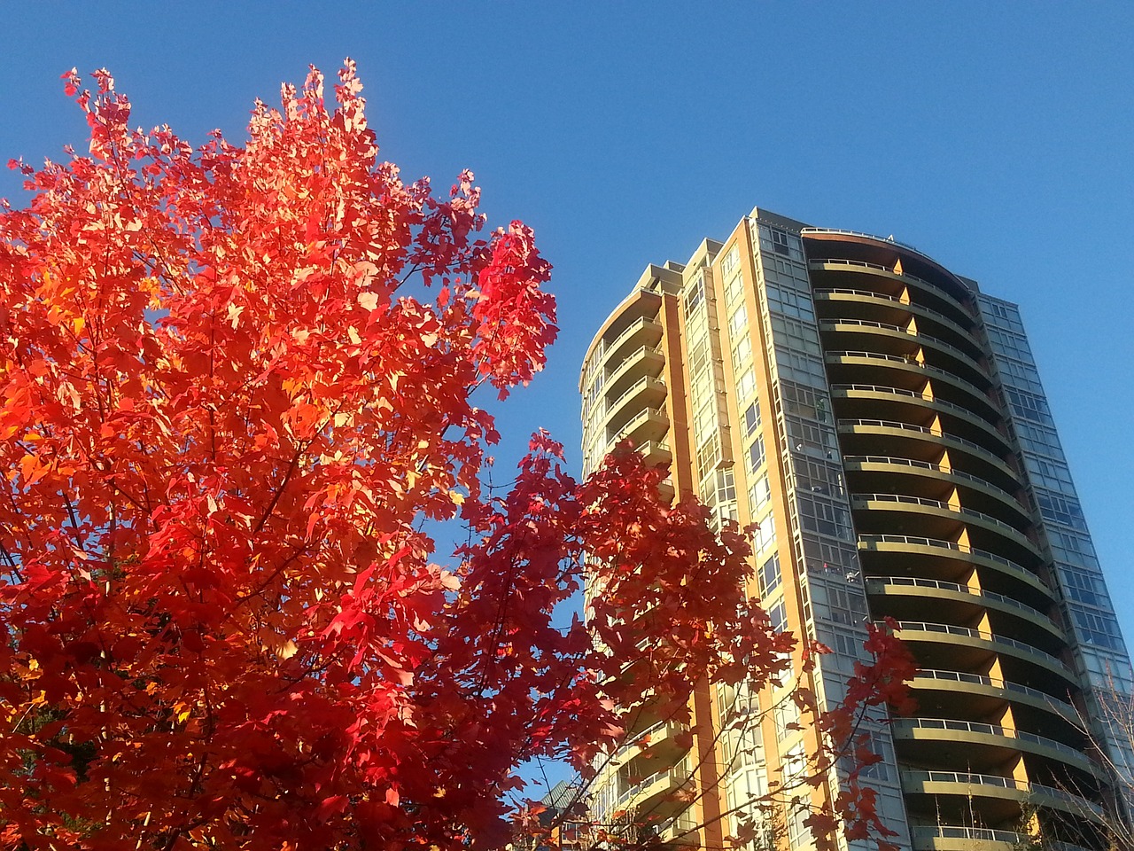 Image - maple leafe colour nature