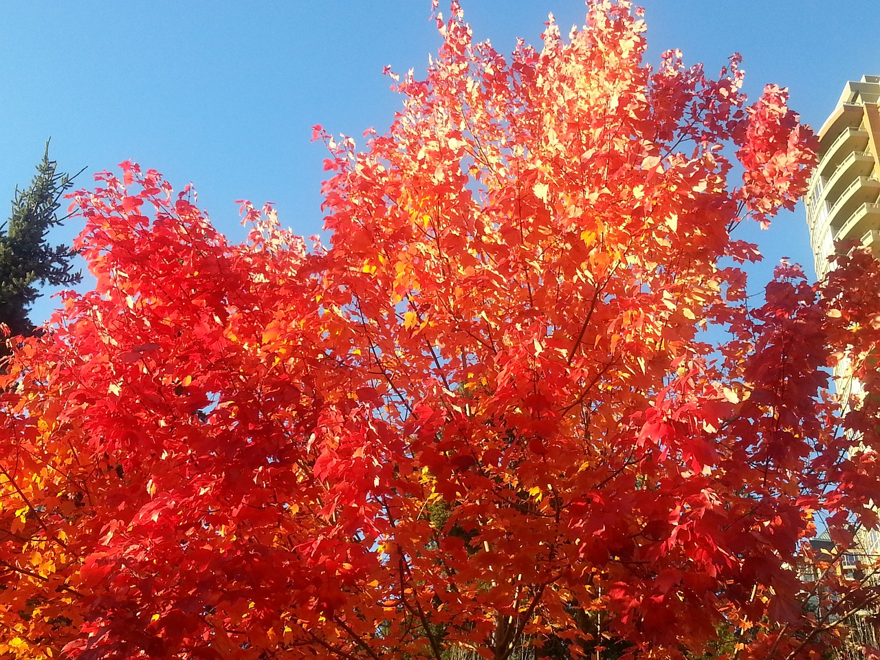 Image - maple leafe colour nature