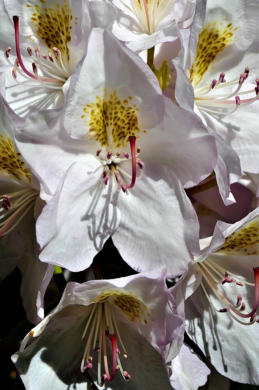 Image - rhododendron white flower blossom