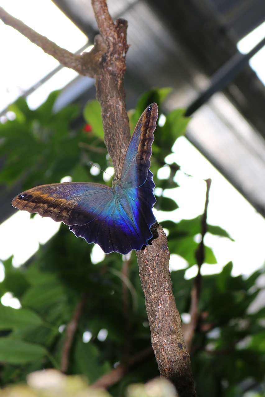 Image - butterfly blue branch nature