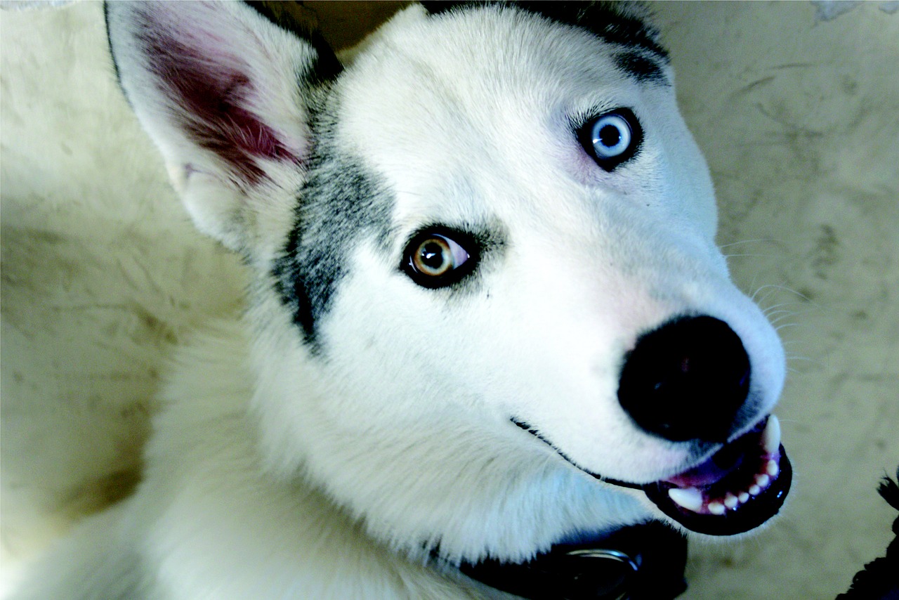 Image - dog wolf pet friend siberian husky