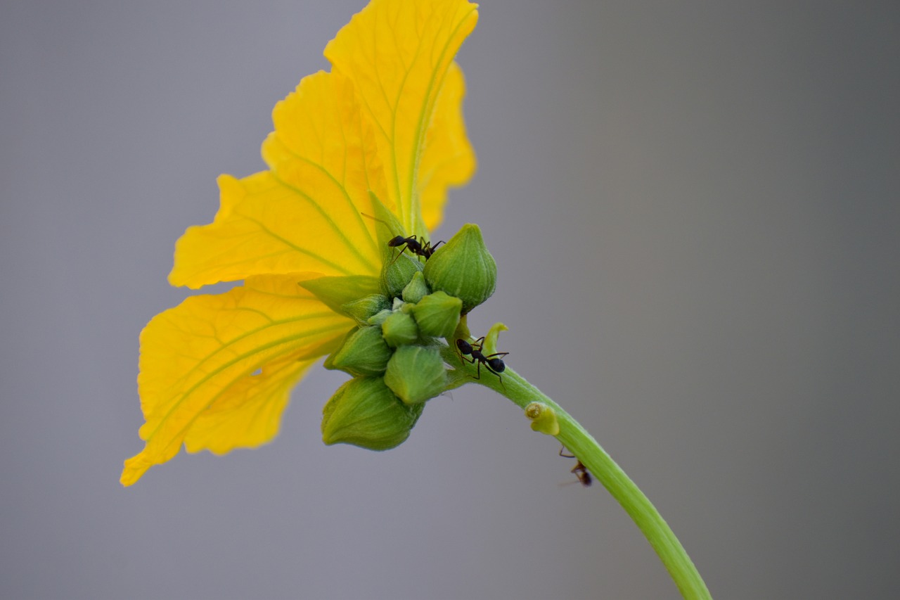 Image - ridge gourd flower yellow flower