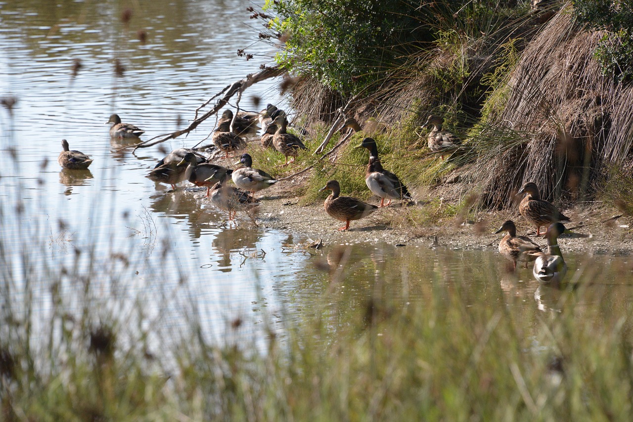 Image - ducks nature albufera