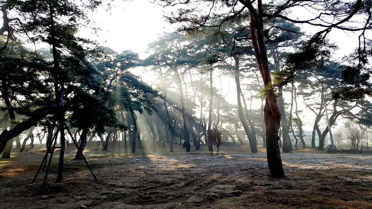 Image - sunshine pine forest solar sunrise