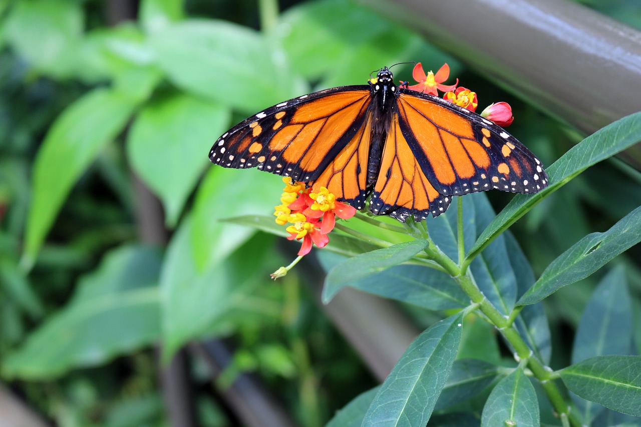 Image - butterfly monarch bug insect