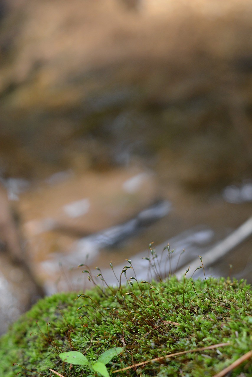 Image - moss flower moss nature streams