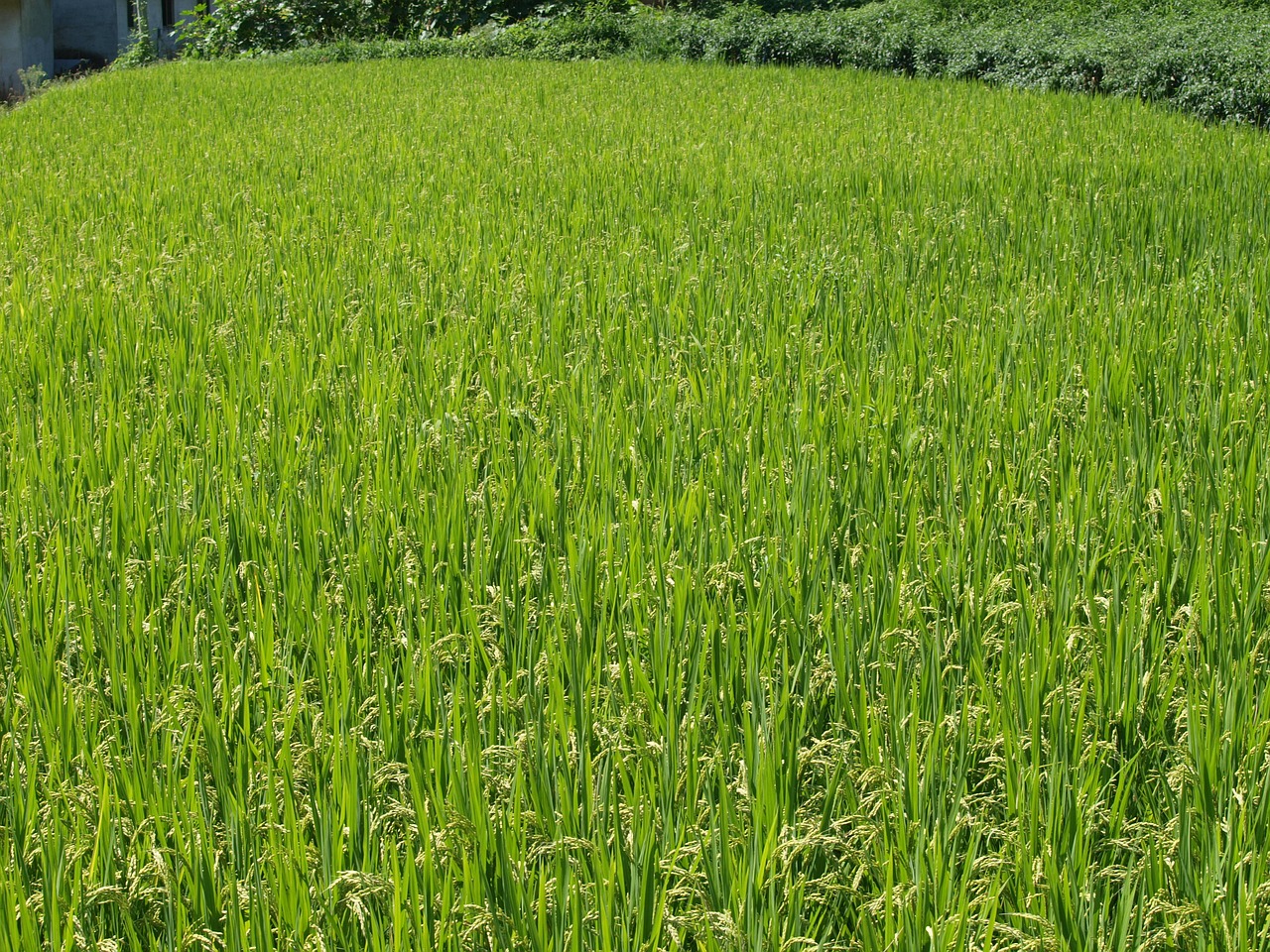 Image - autumn heard at sunset rice ear