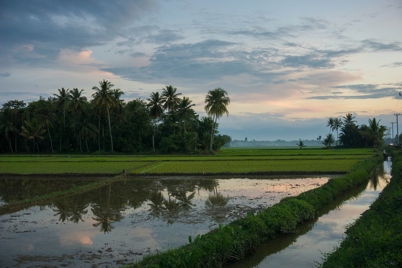 Image - rice field rice sunset landscape