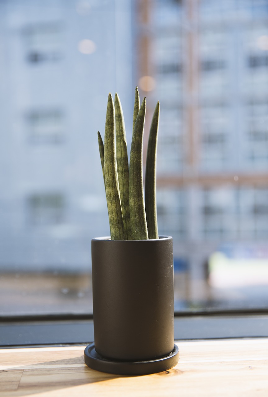 Image - cactus plants thorn potted plant