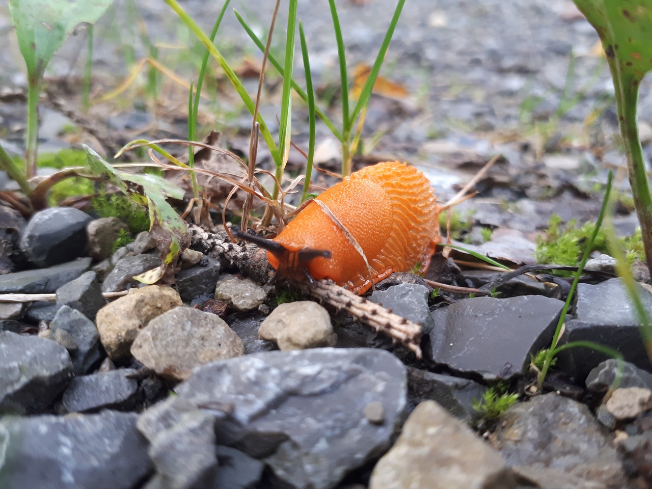 Image - forest snail orange steinchen