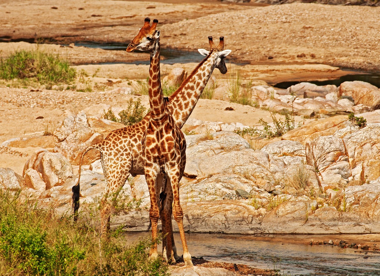 Image - giraffes intertwined river bed