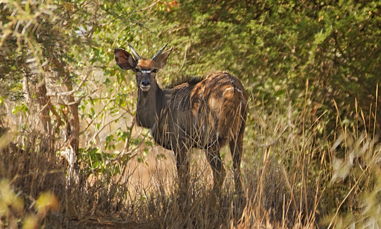 Image - nyala markings antelope wild animal