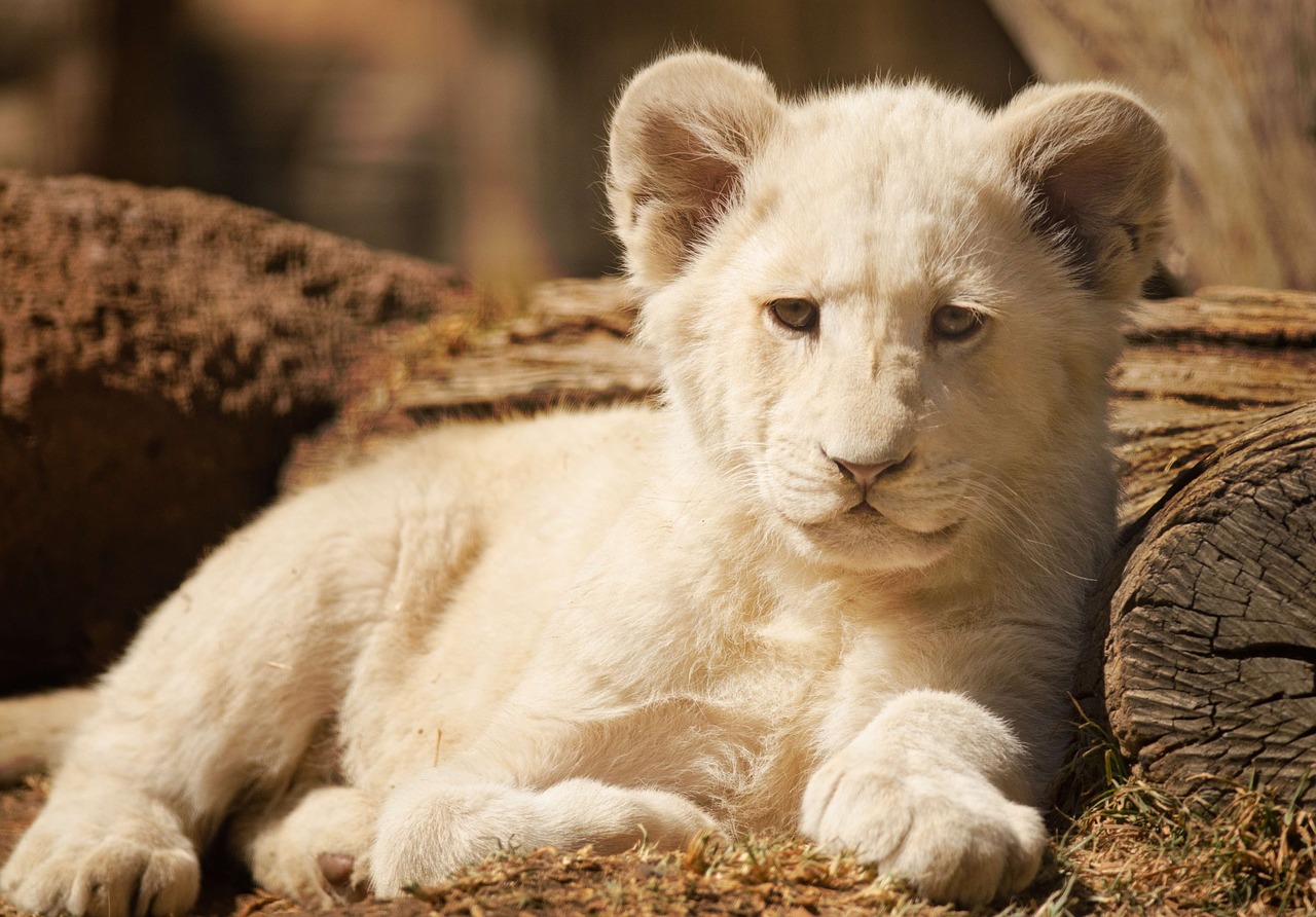 Image - cub lion white sulk cute