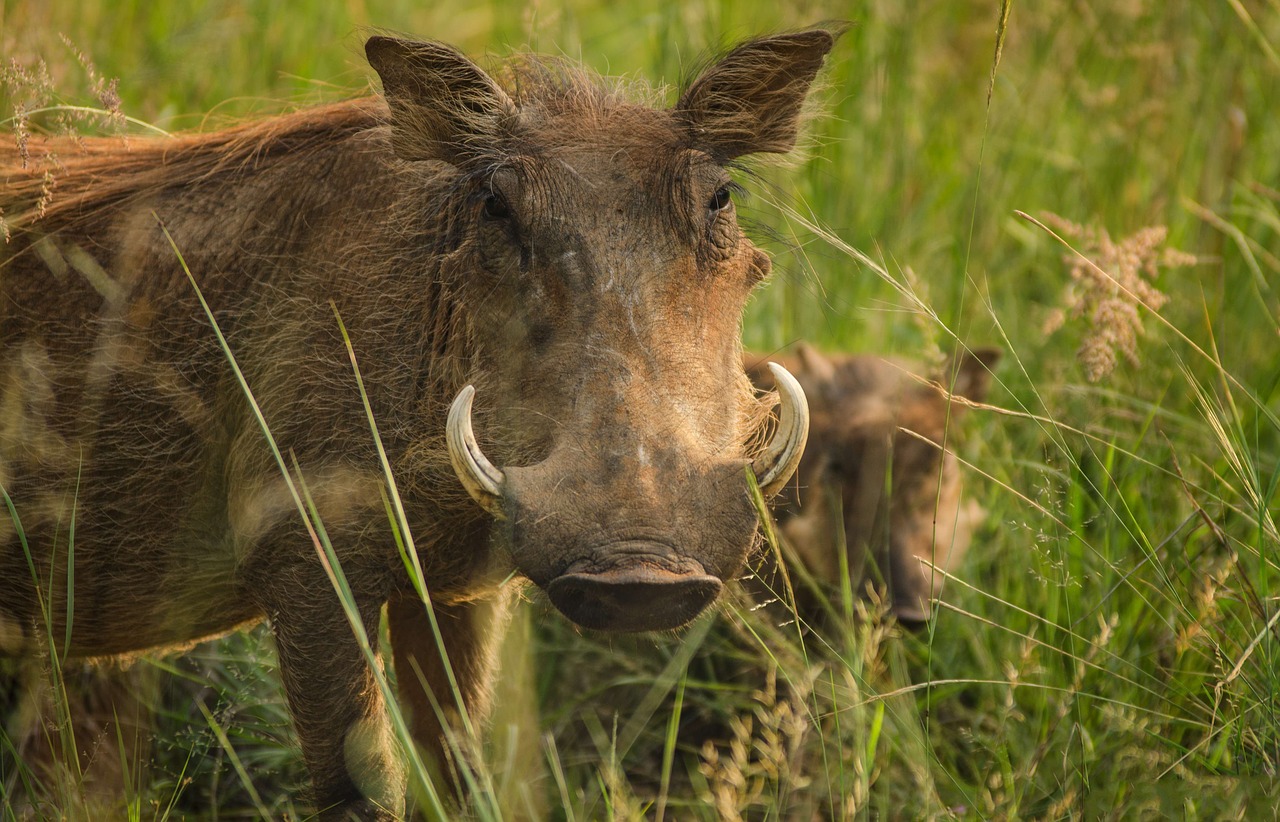 Image - warthog tusks ivory warts savanna