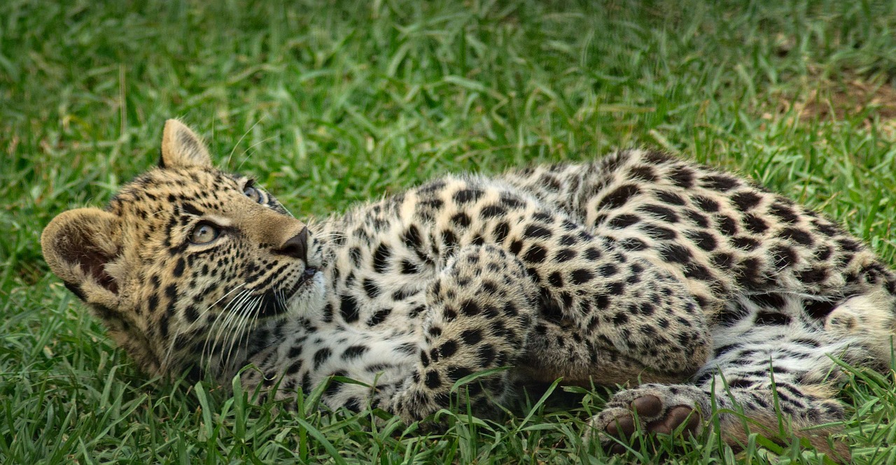 Image - leopard cub eyes stare spots