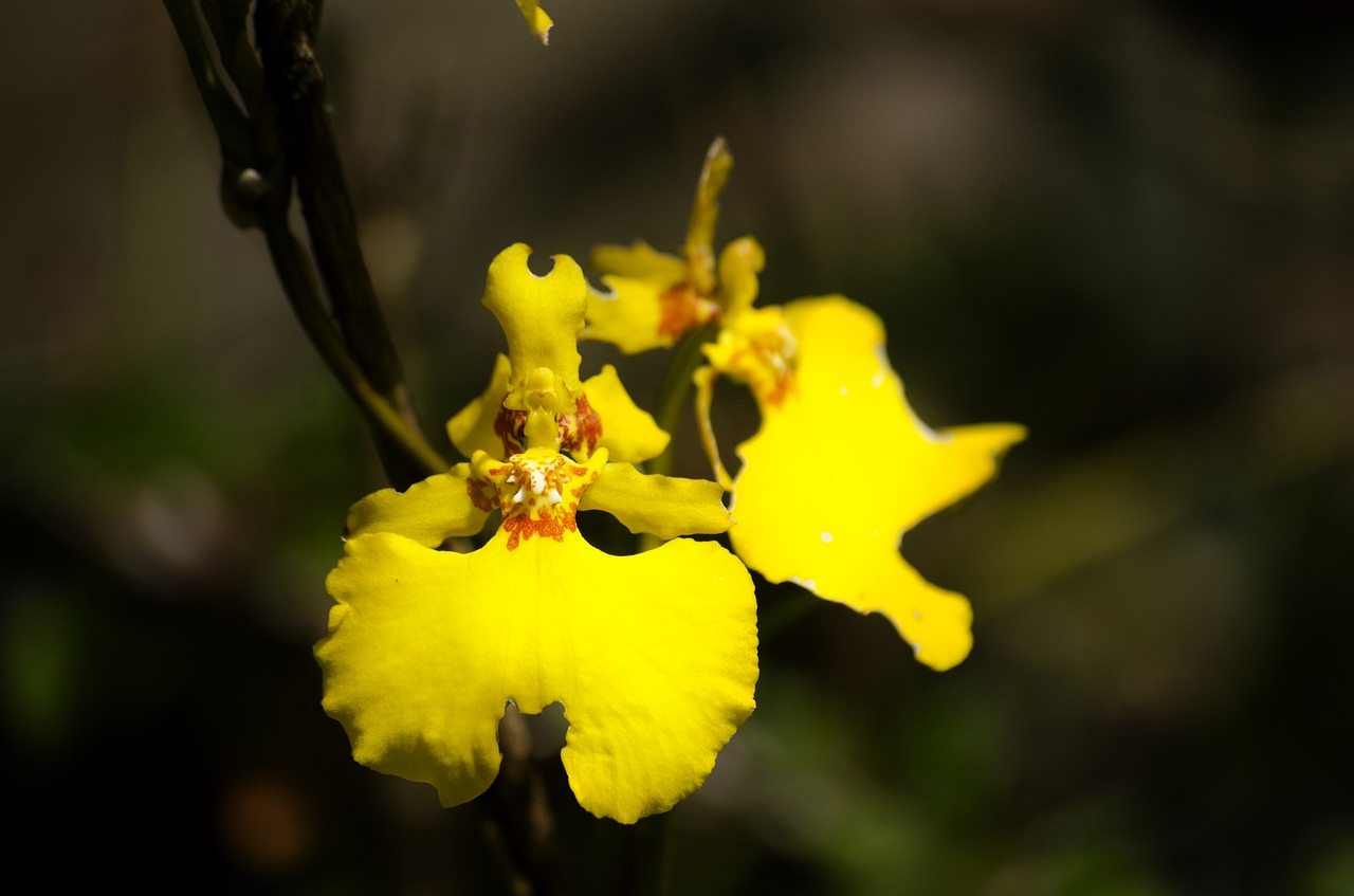 Image - flower flora in machu picchu