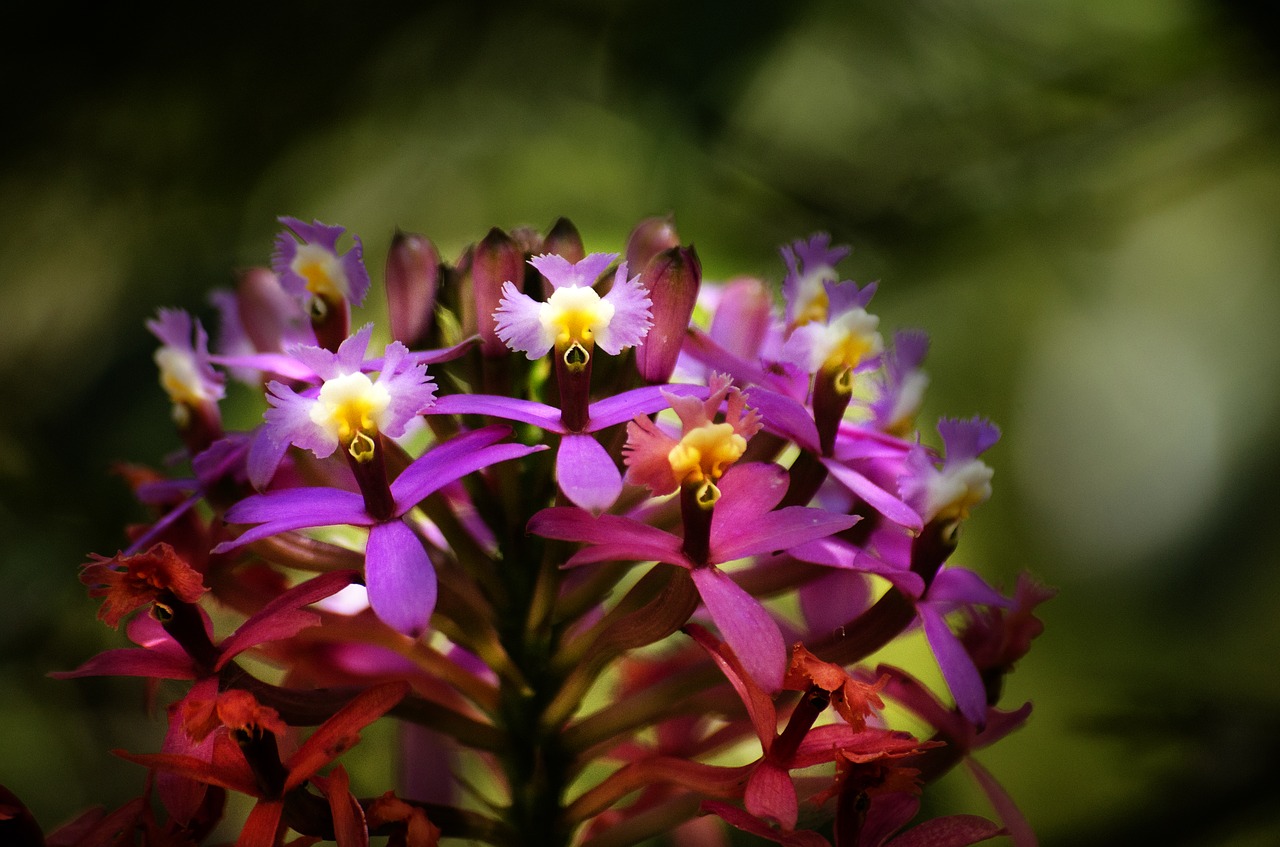 Image - flower flora in machu picchu