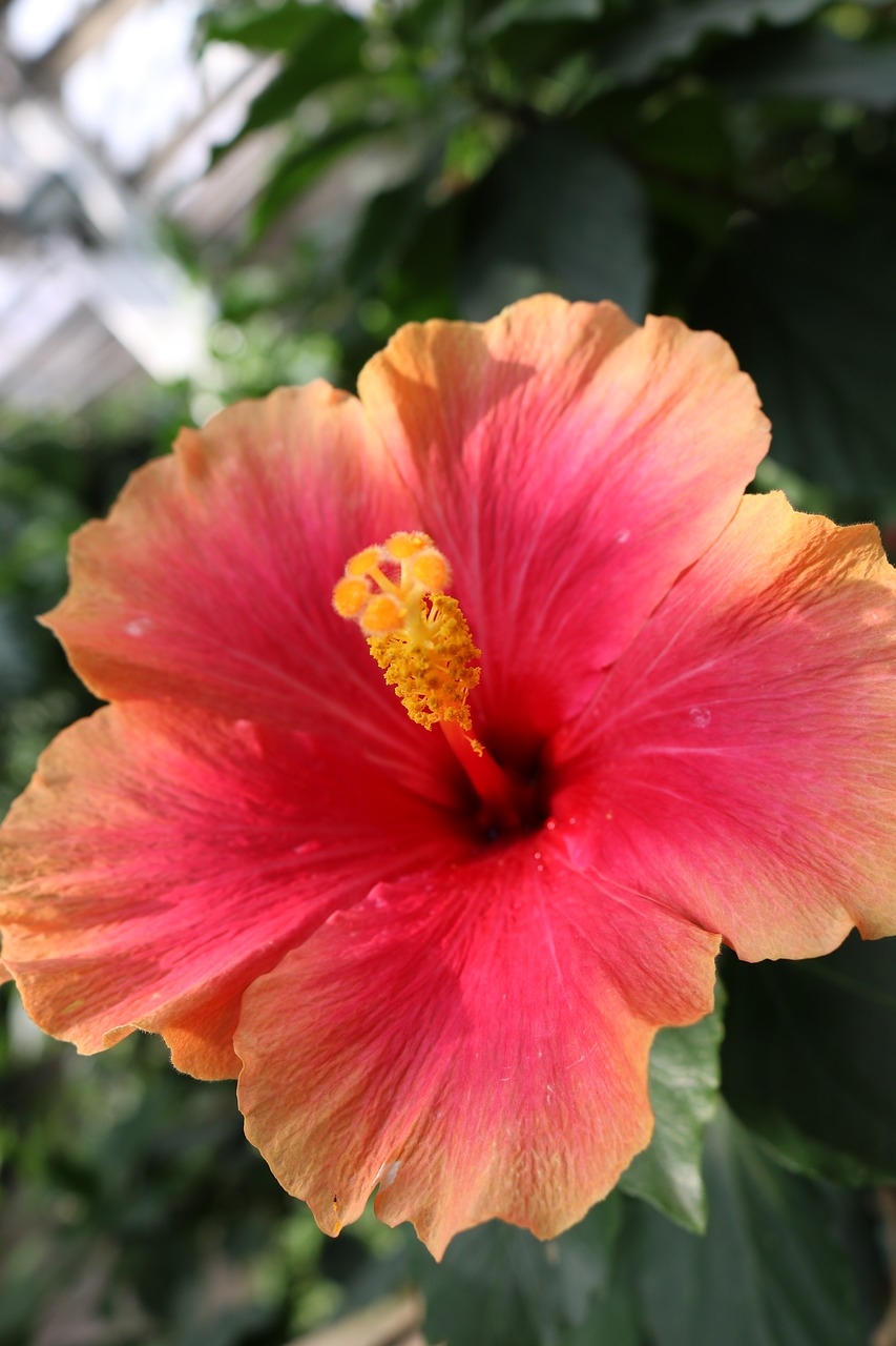 Image - hibiscus red orange yellow flower