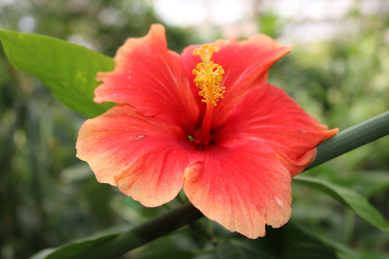 Image - hibiscus red orange yellow flower