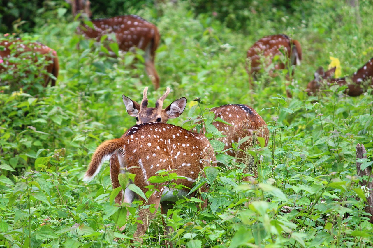 Image - animal hiding deer forest wildlife