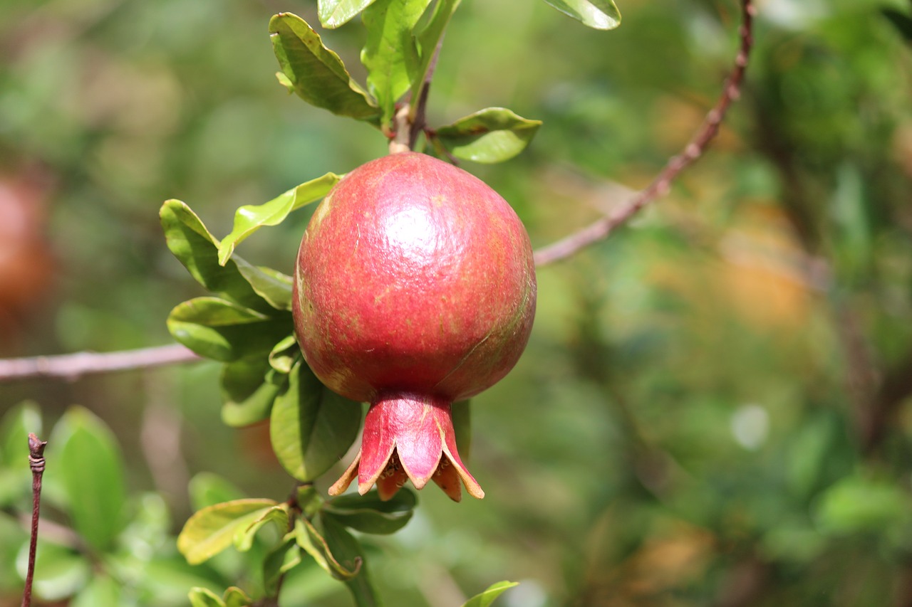 Image - fruits garden pomegranate nature