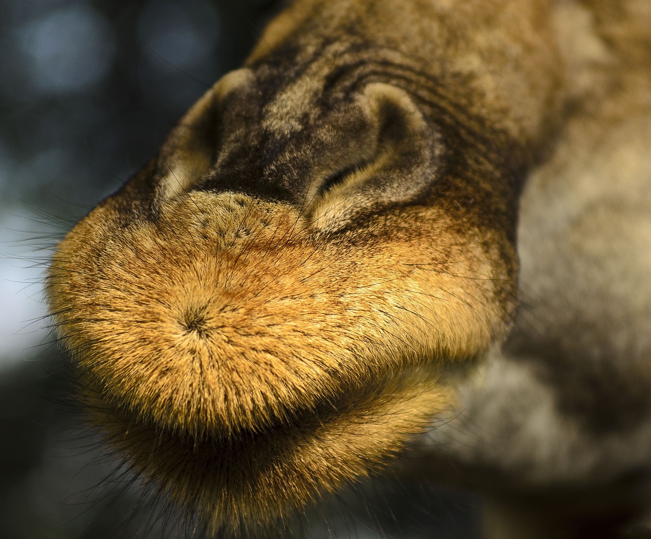 Image - giraffe mouth close up macro