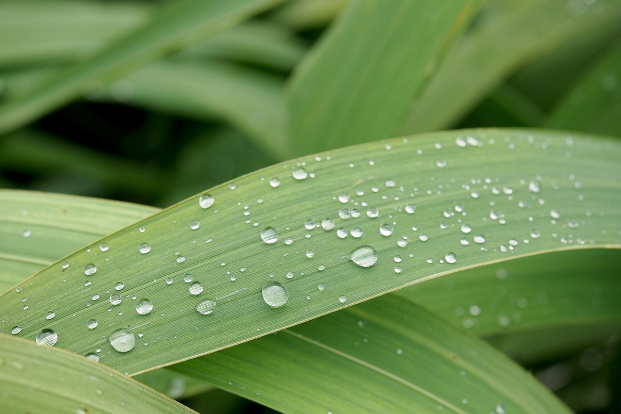 Image - macro water drops reed leaf