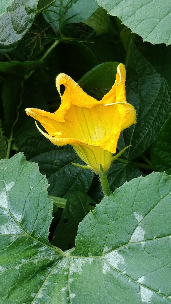 Image - flower gourds yellow natural crop