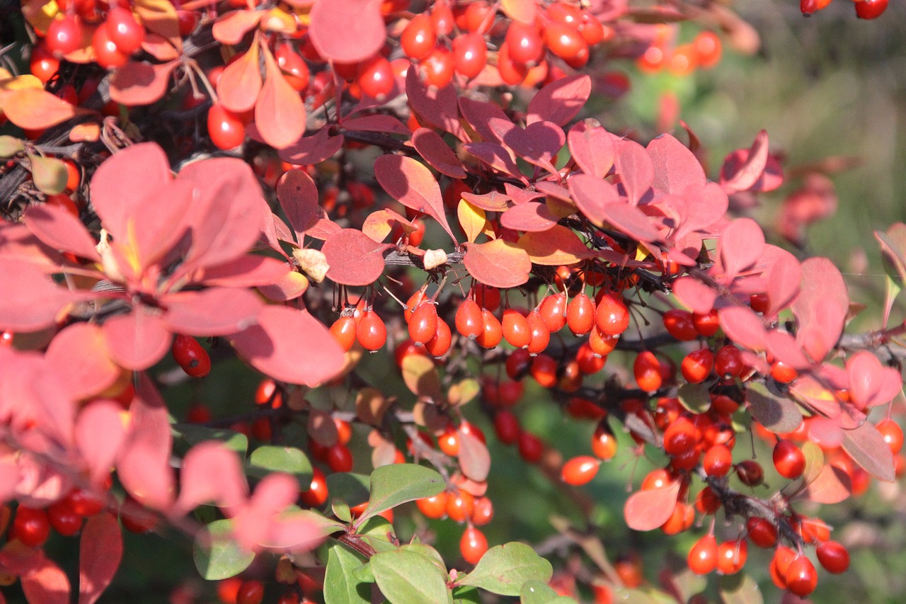 Image - autumn nature plants red foliage