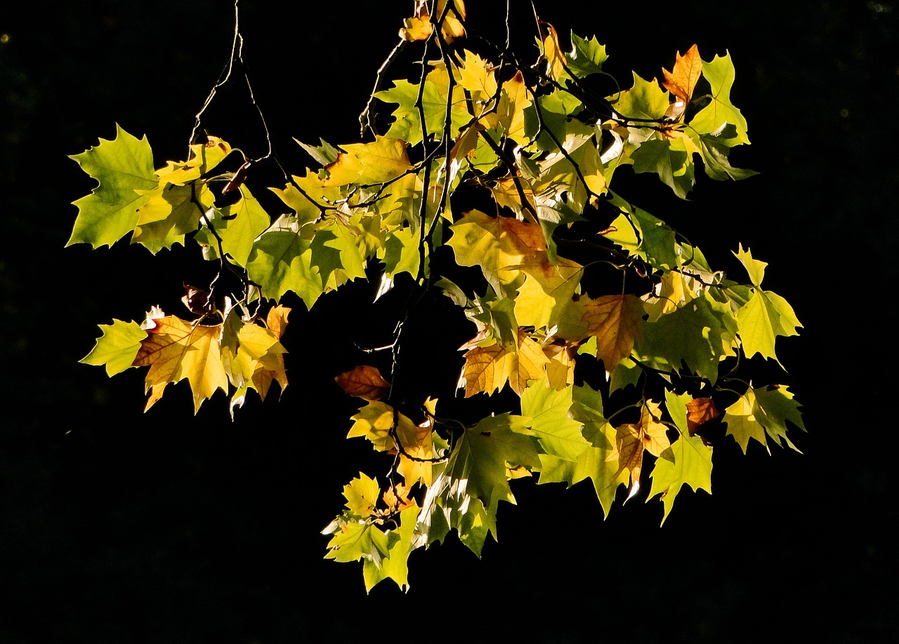 Image - leaf fall autumn leaf autumn leaves