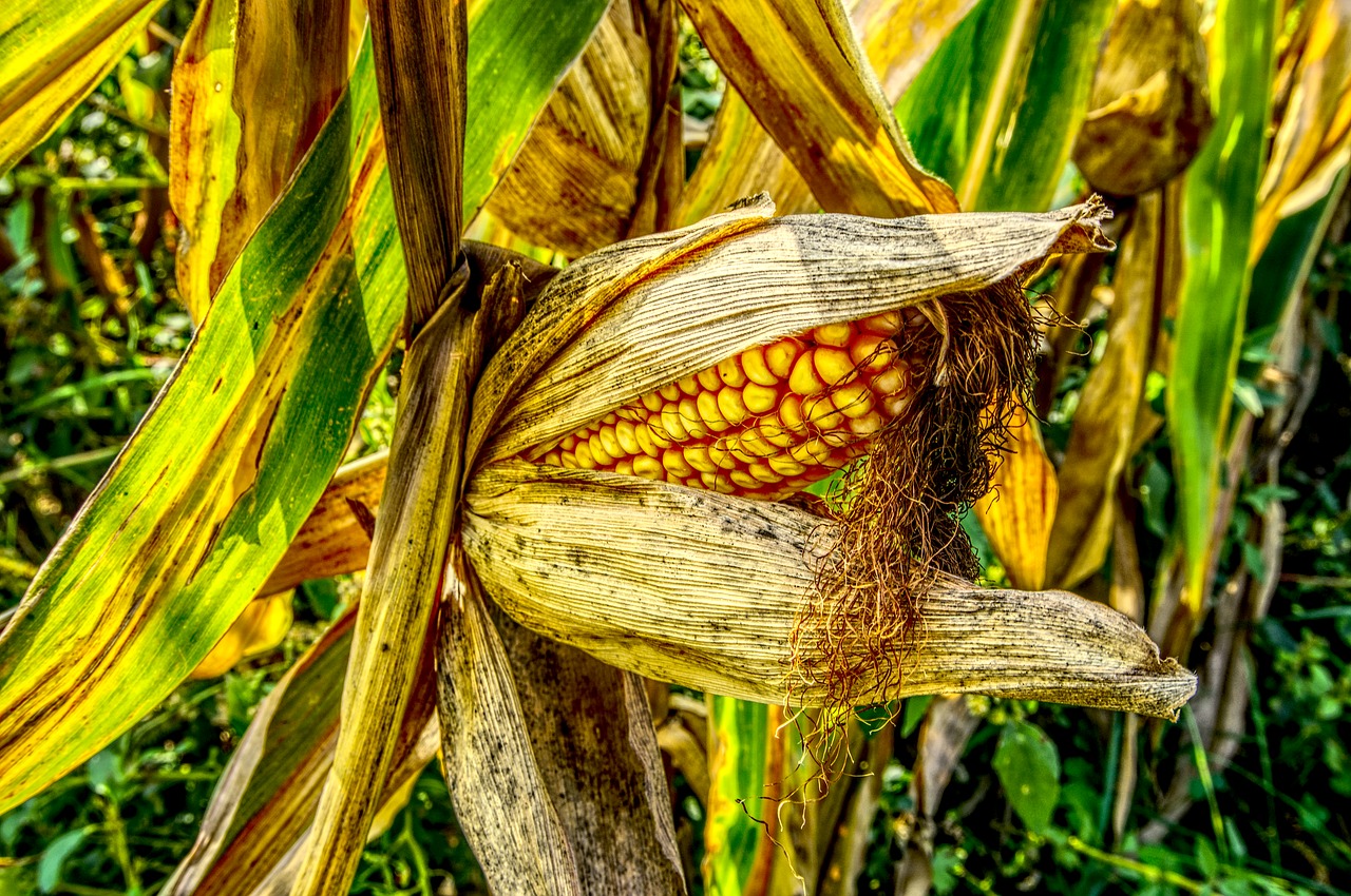 Image - corn corn on the cob close yellow