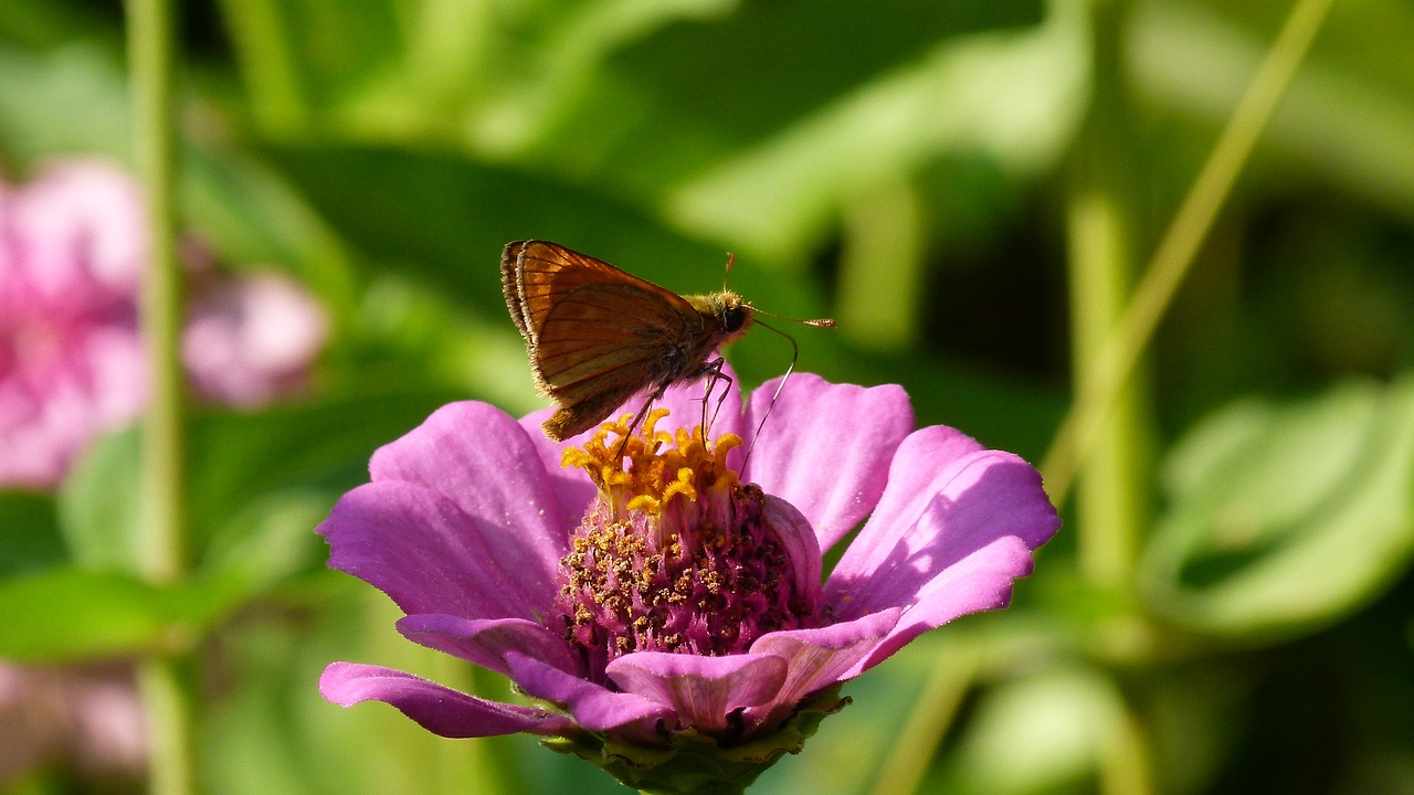 Image - flower butterfly nature macro